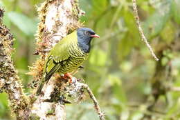 Image de Cotinga barré