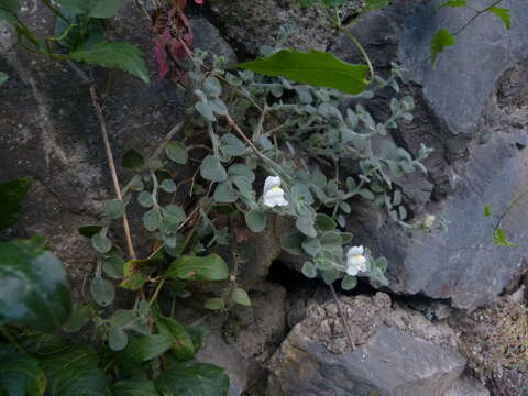 Plancia ëd Antirrhinum molle L.