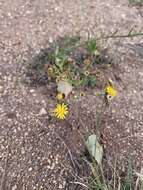 Image of roundleaf snakeweed