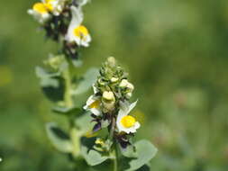 Image de Linaria triphylla (L.) Mill.