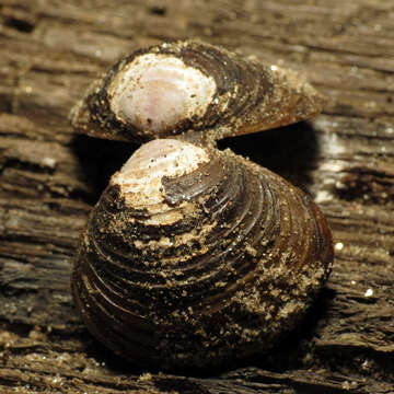 Image of Golden Freshwater Clam