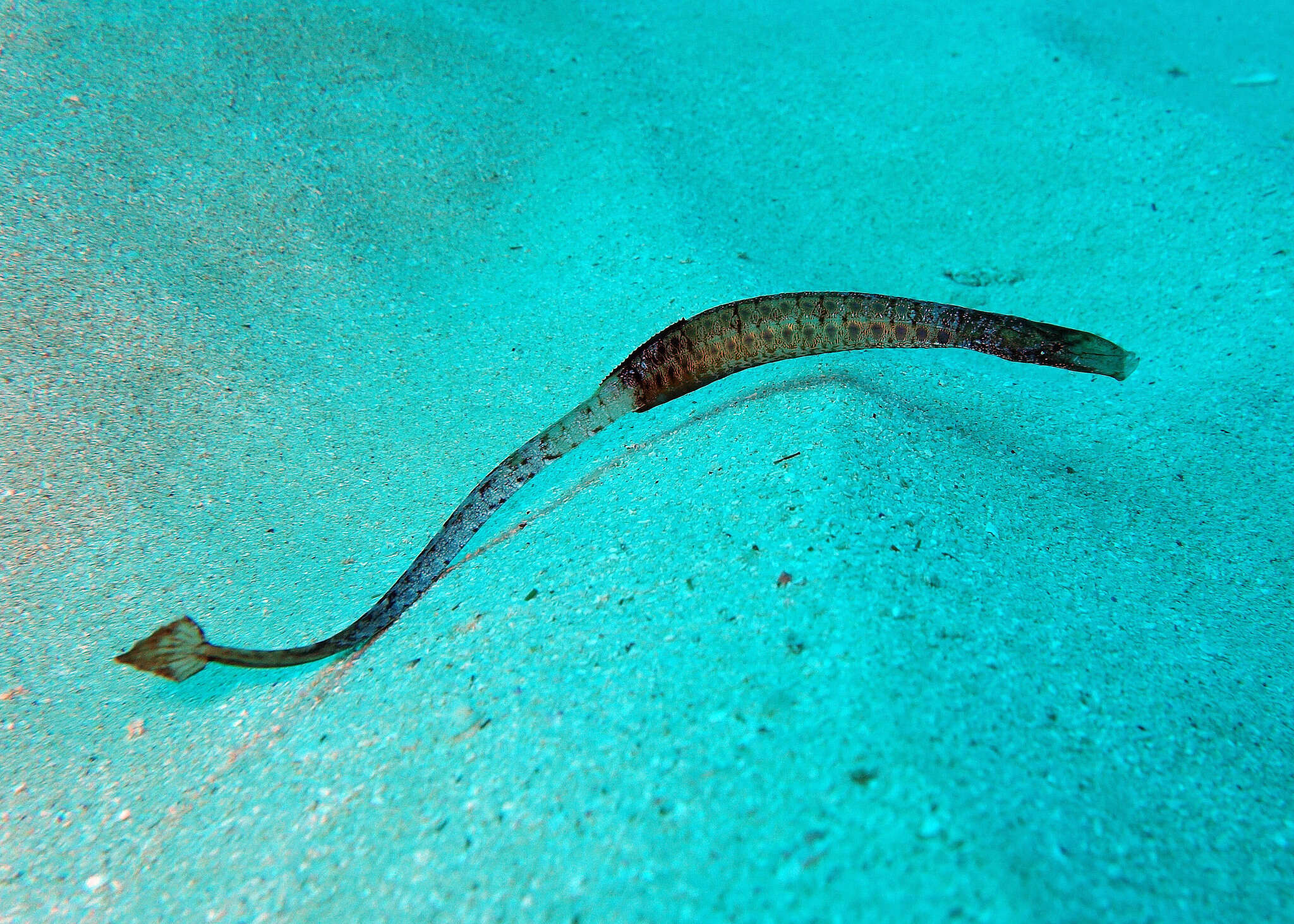 Plancia ëd Histiogamphelus cristatus (Macleay 1881)