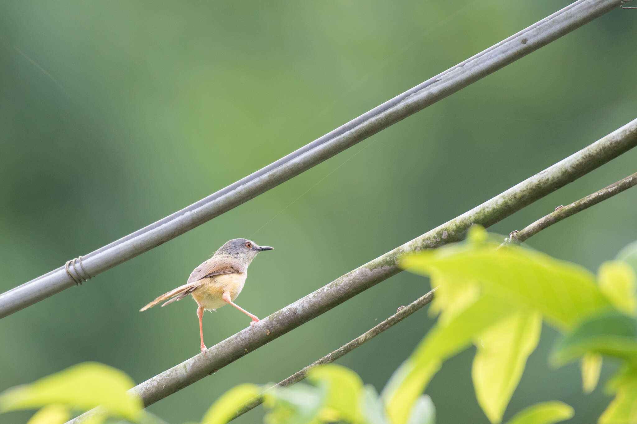 Prinia flaviventris (Delessert 1840) resmi