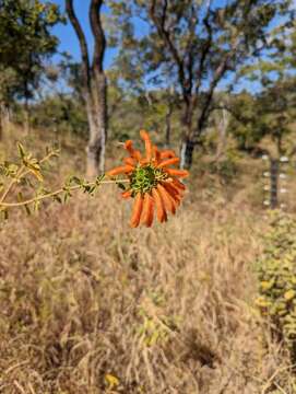 Image of Leonotis myricifolia Iwarsson & Y. B. Harv.