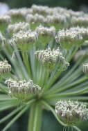 Plancia ëd Heracleum asperum (Hoffm.) Bieb.