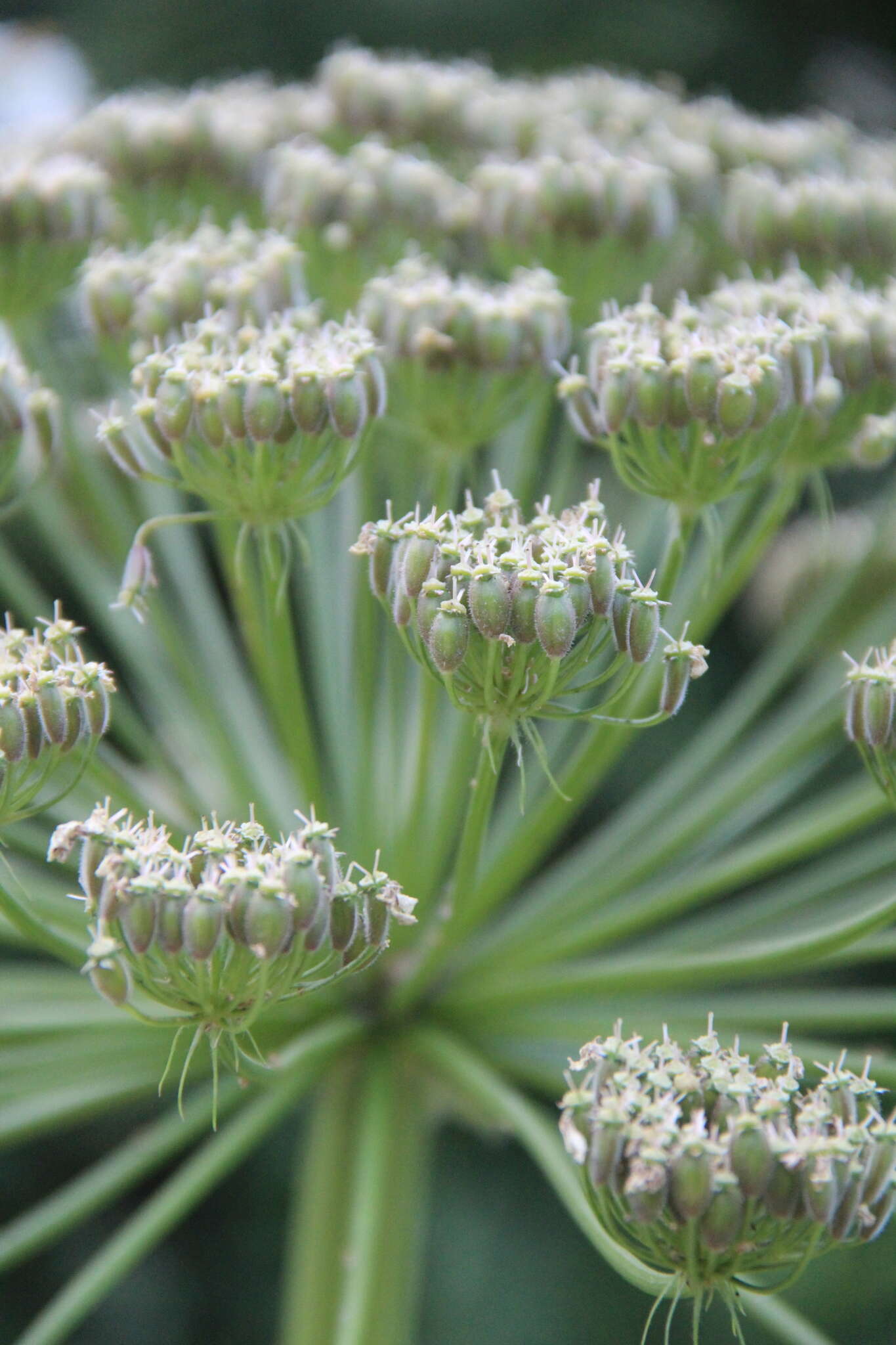 Plancia ëd Heracleum asperum (Hoffm.) Bieb.