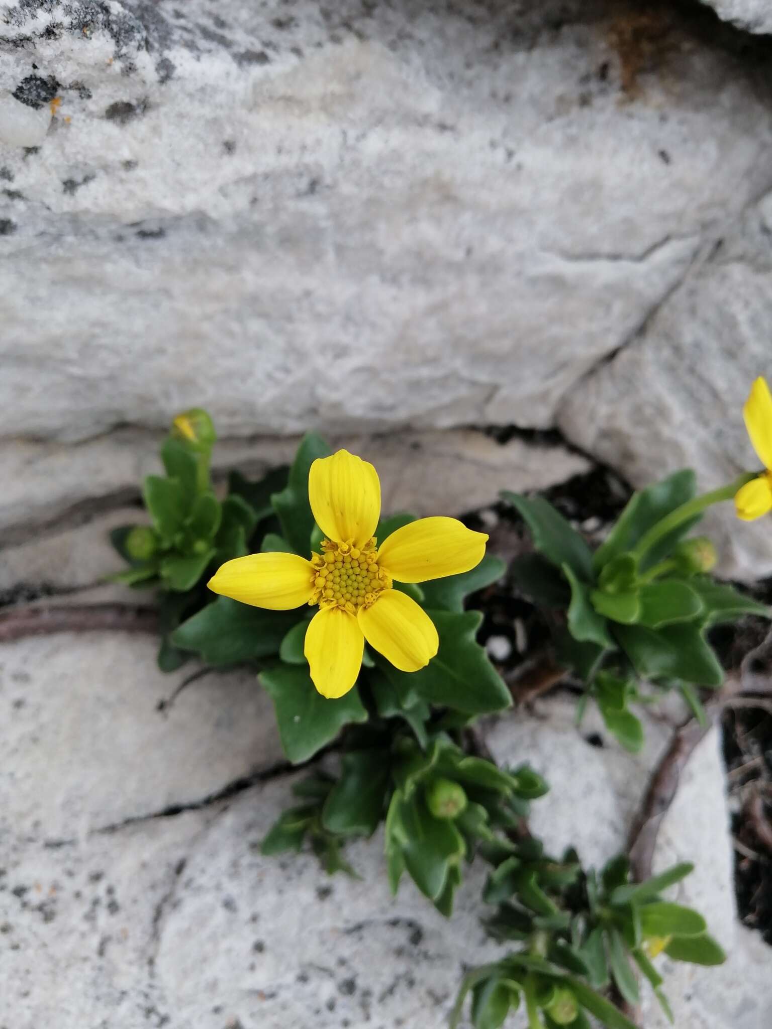 Image de Othonna arborescens L.