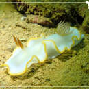 Image of Yellow edge white head flapper slug