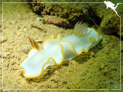 Image of Yellow edge white head flapper slug