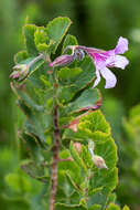 Imagem de Pelargonium betulinum (L.) L'Her.