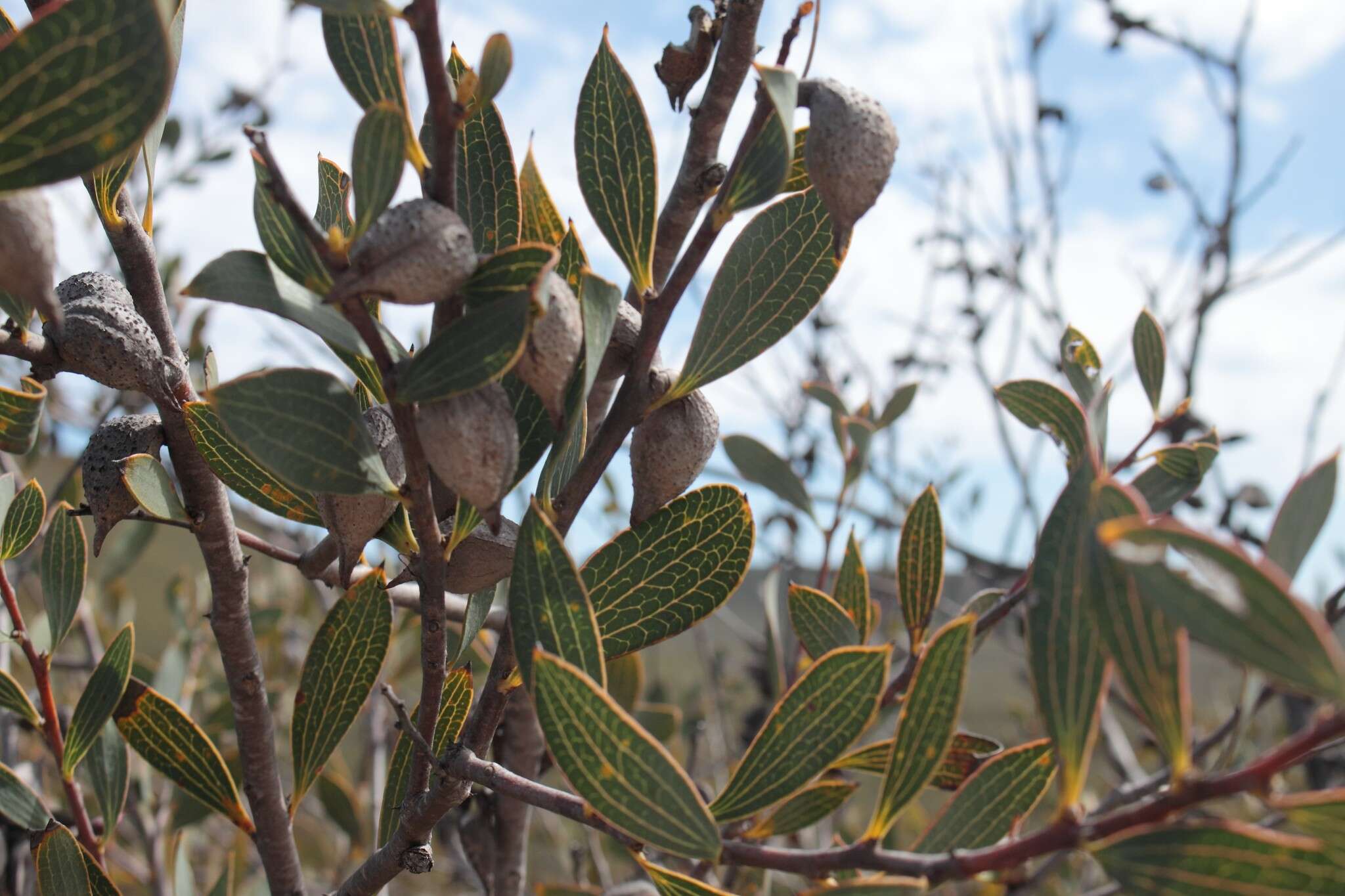 Image de Hakea neurophylla Meissn.