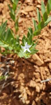 Image of Jones' bluestar