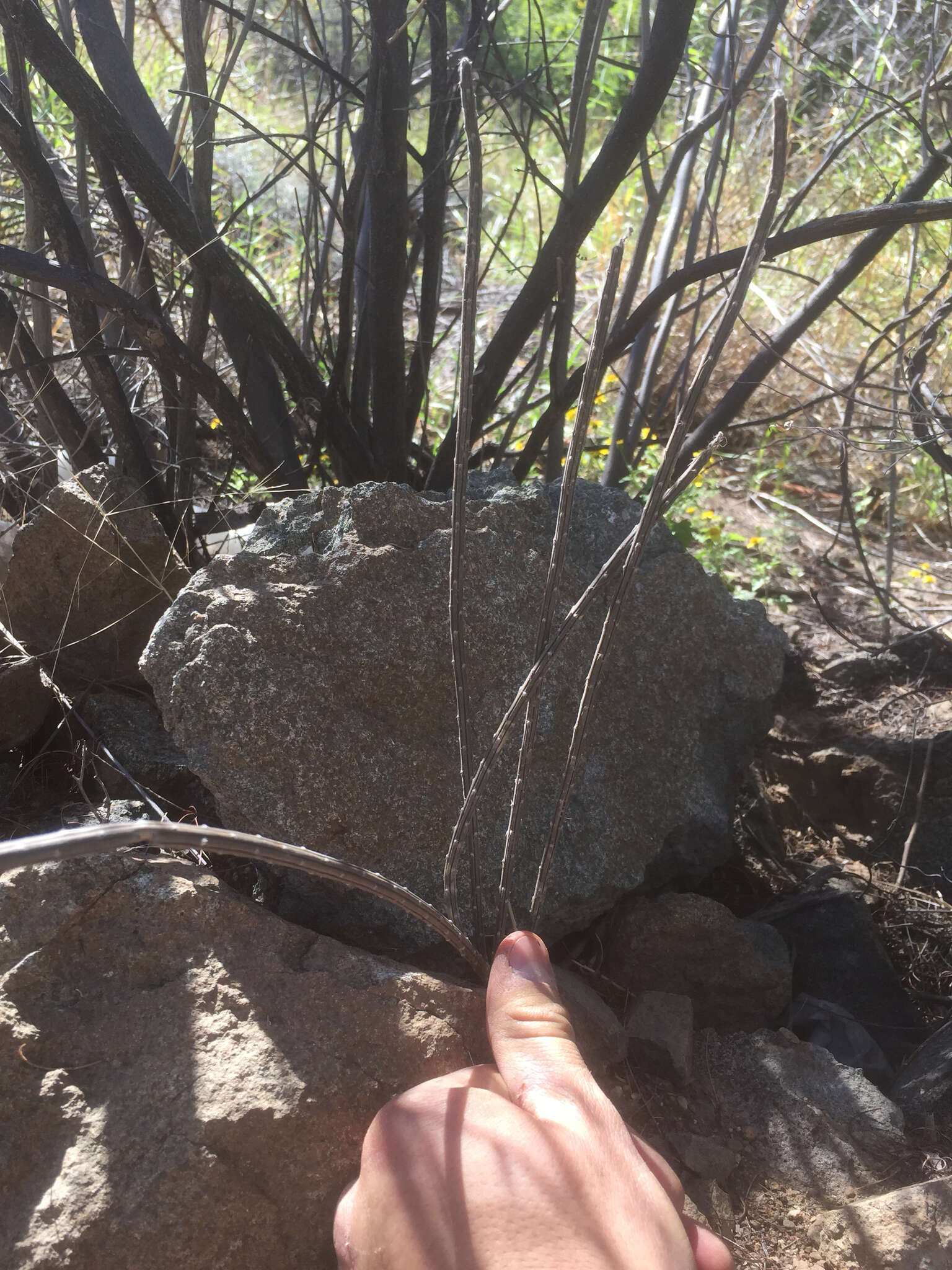 Image de Peniocereus striatus (Brandegee) Buxb.