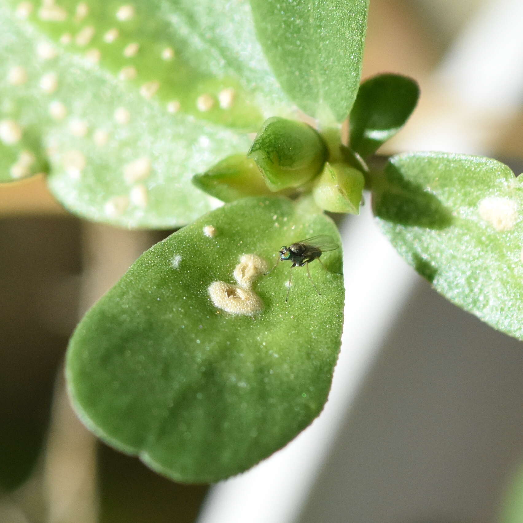 Image de Wilsoniana portulacae