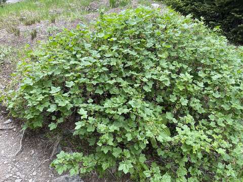 Image of mapleleaf currant