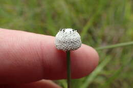 صورة Eriocaulon decangulare L.