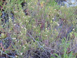 Image of Diosma oppositifolia L.