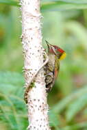 Image of Lesser Yellownape Woodpecker