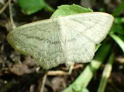 Scopula nigropunctata Hüfnagel 1767的圖片