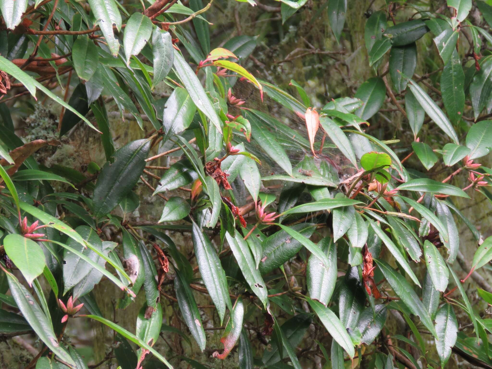 Image of Rhododendron latoucheae Franch.