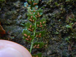 Image of Green Spleenwort