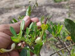 Image de Ceropegia candelabrum L.