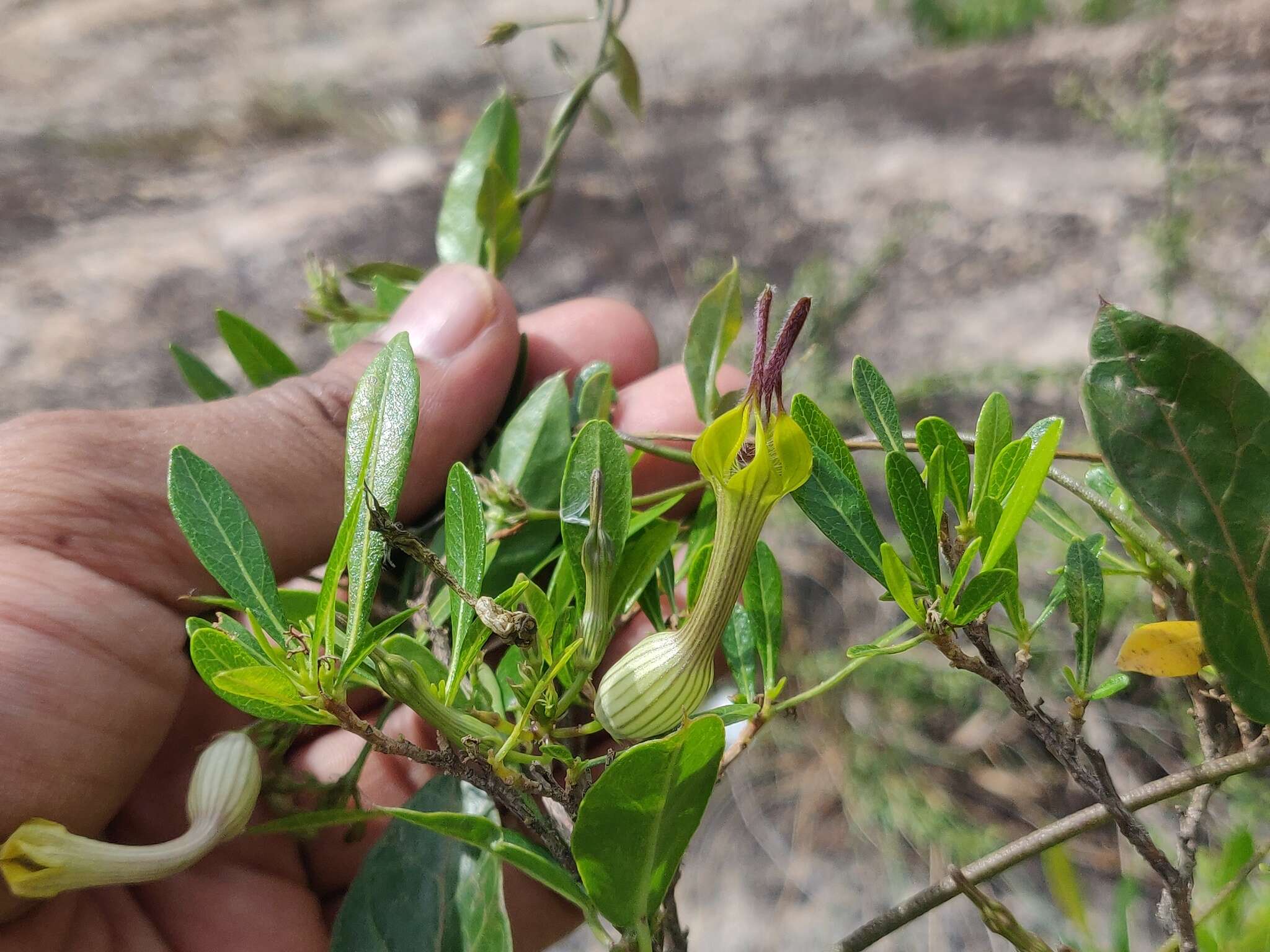 Image de Ceropegia candelabrum L.