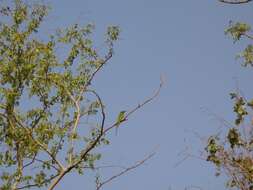 Image of African Green Bee-eater