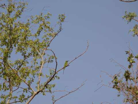 صورة <i>Merops viridissimus</i>