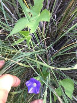 Image of Ivyleaf morning-glory