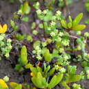 Image de Hydrocotyle capillaris F. Müll.