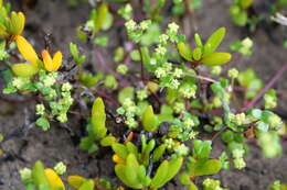 Imagem de Hydrocotyle capillaris F. Müll.