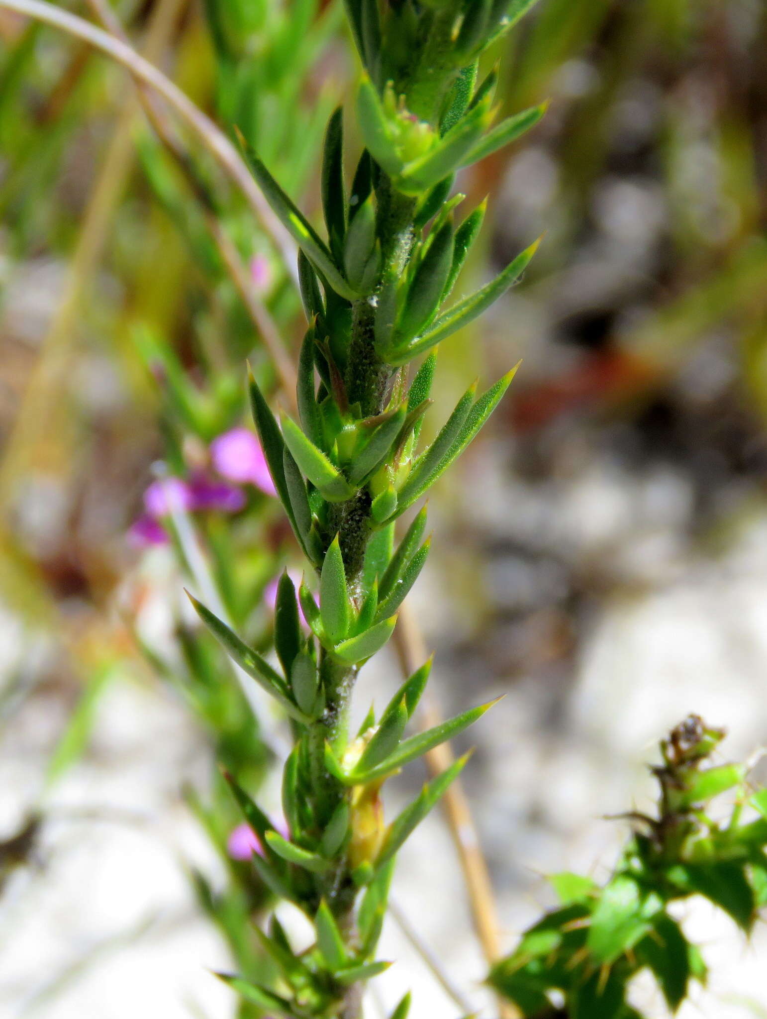 Image of Muraltia brachypetala Dod