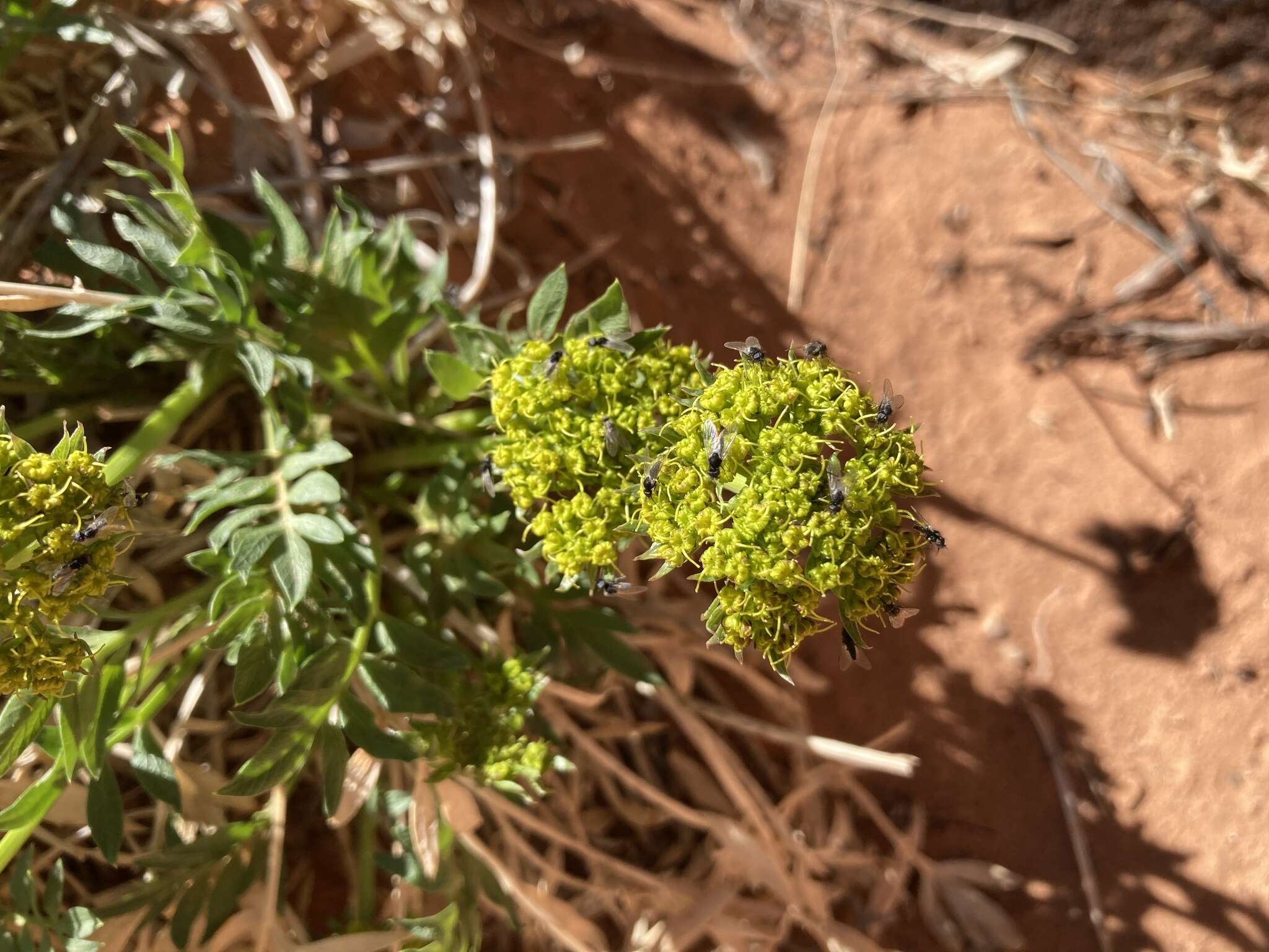 Image of Canyonlands biscuitroot