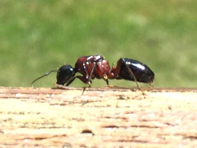 Image of Camponotus novaeboracensis (Fitch 1855)
