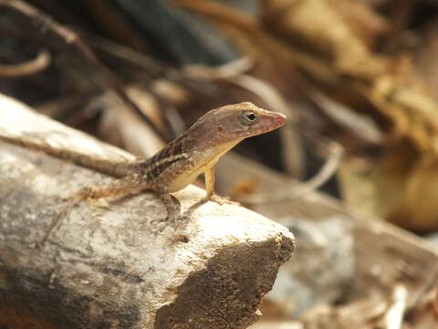 Image of Stripefoot Anole