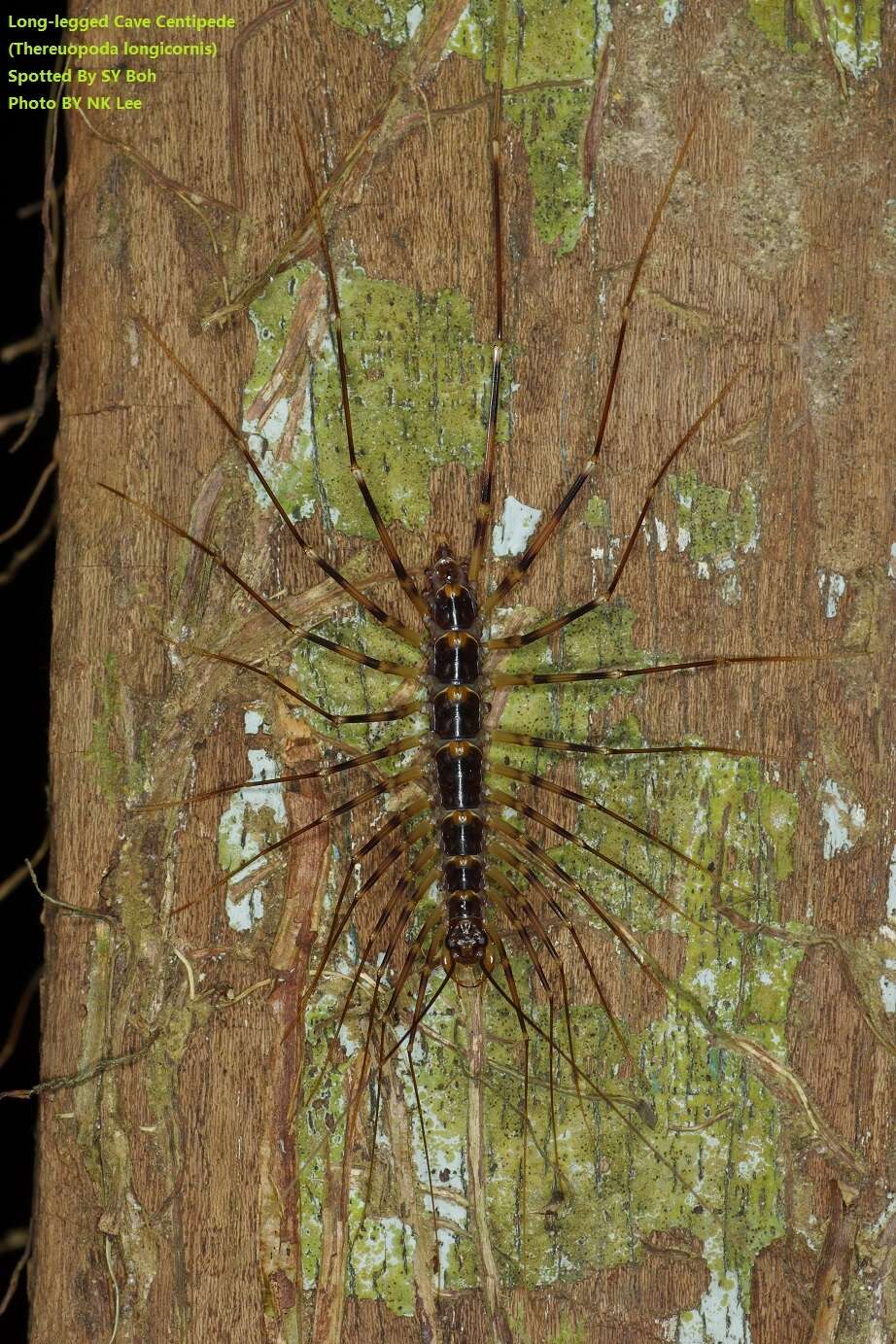 Image of Thereuopoda longicornis (Fabricius 1793)