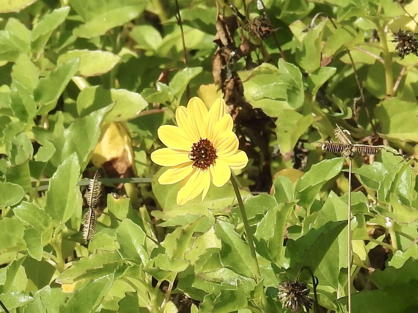 Image of cucumberleaf sunflower