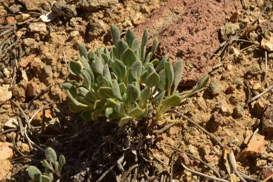 Image de Eriogonum alexanderae (Reveal) Grady & Reveal