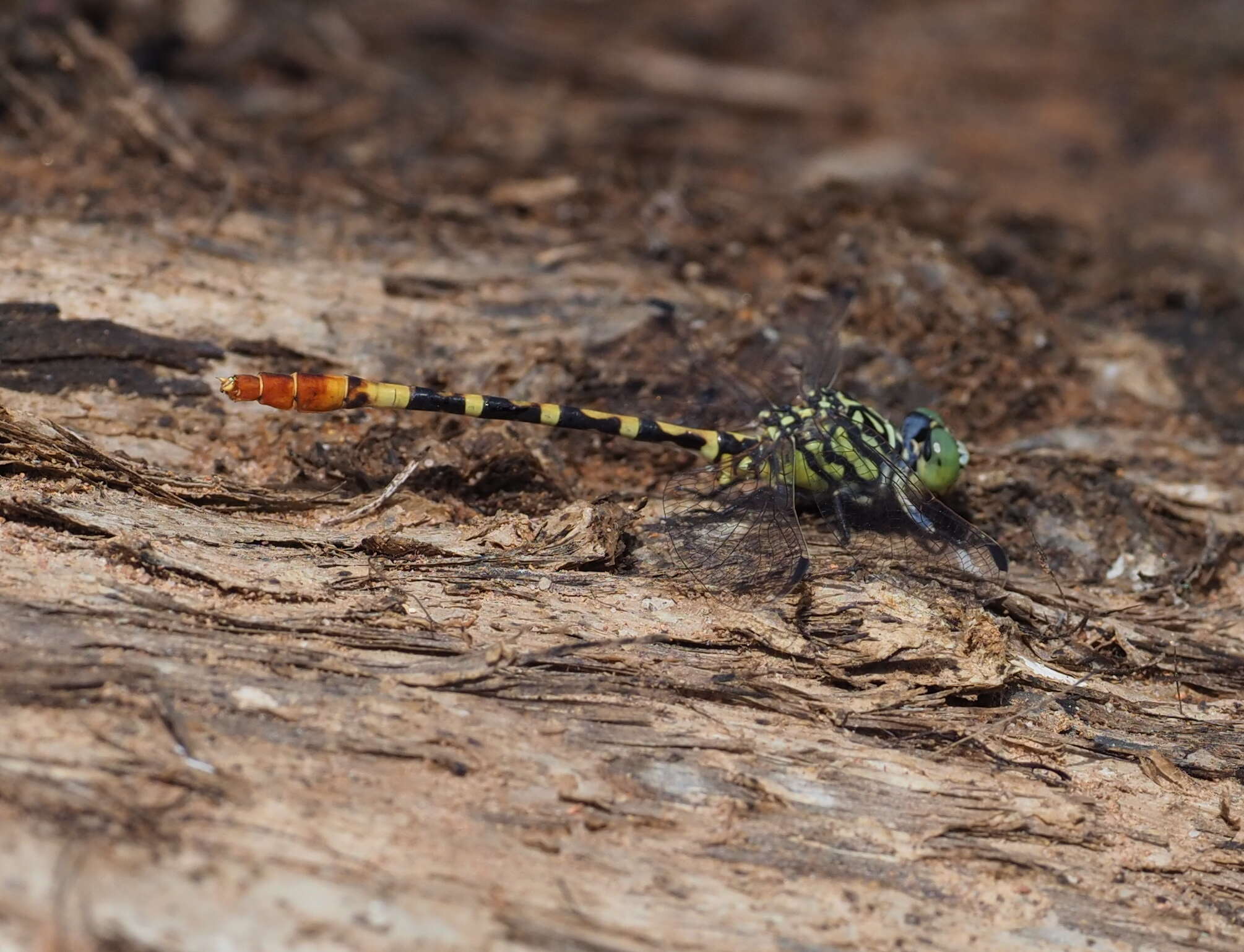 Image of Austroepigomphus turneri (Martin 1901)