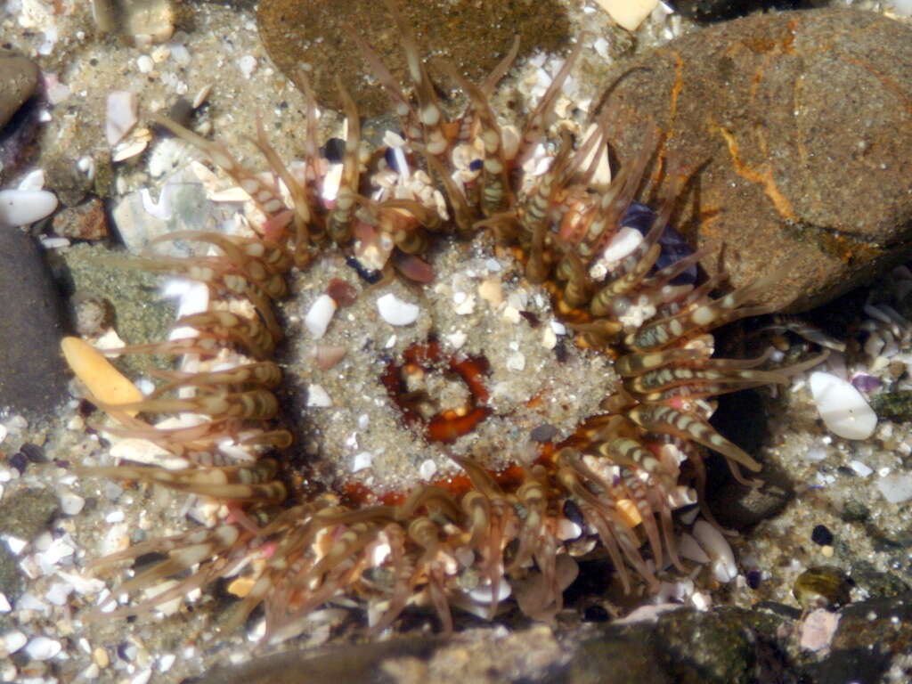 Image of Sand anemone