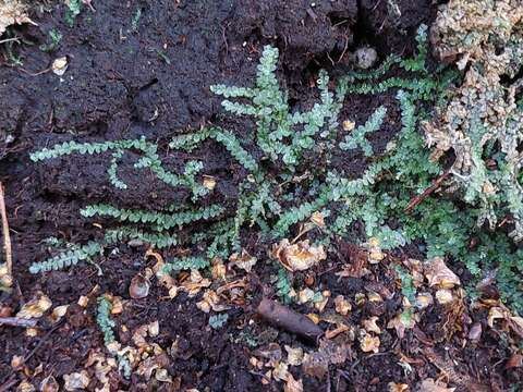 Image of Calypogeia azurea Stotler & Crotz