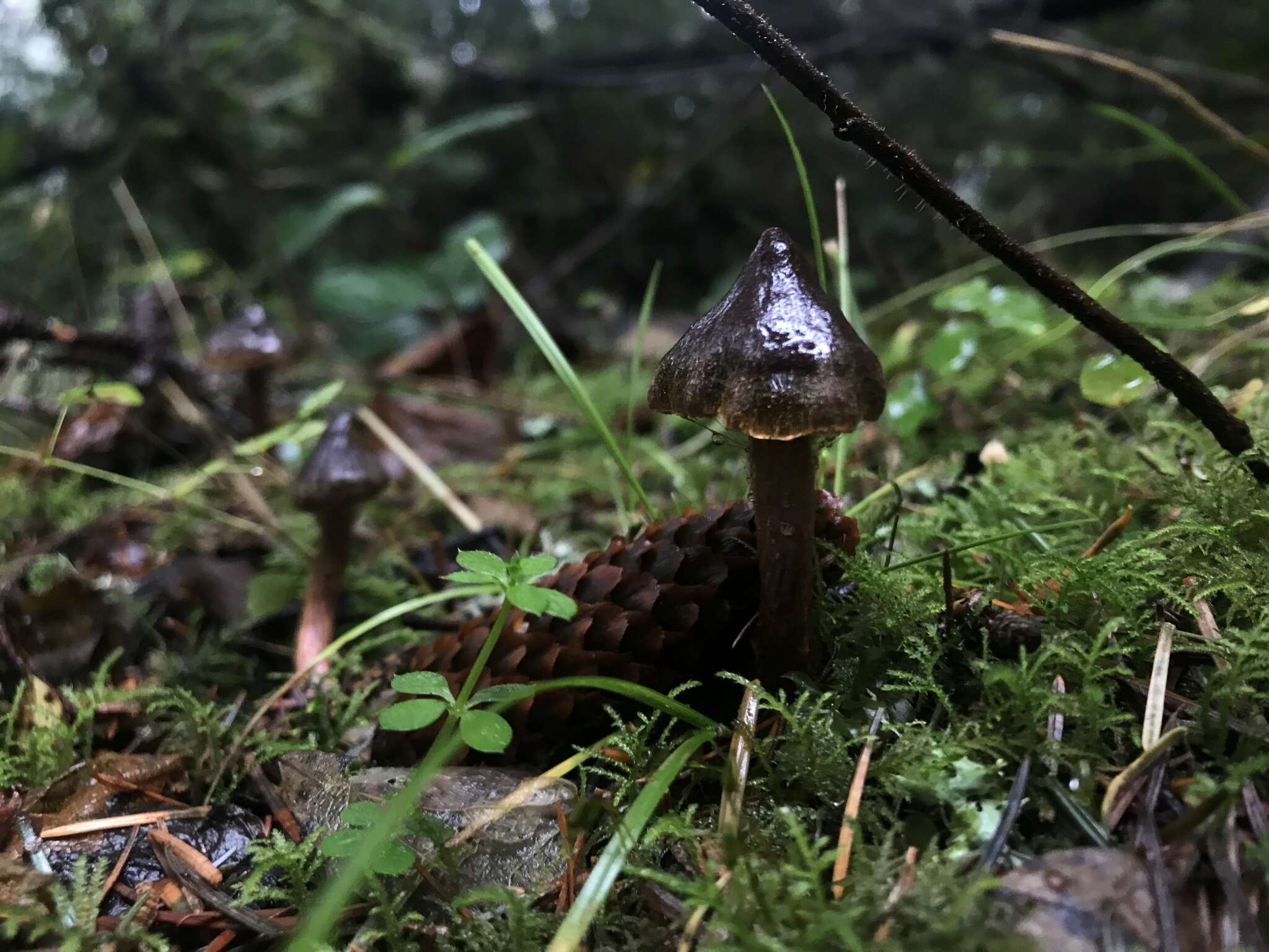 Слика од Cortinarius anthracinus (Fr.) Sacc. 1887