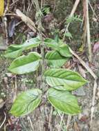 Image of Lasianthus attenuatus var. attenuatus