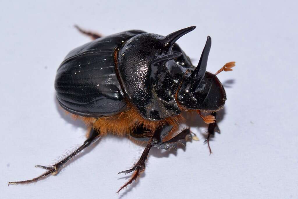 Image of Onthophagus ferox Harold 1867