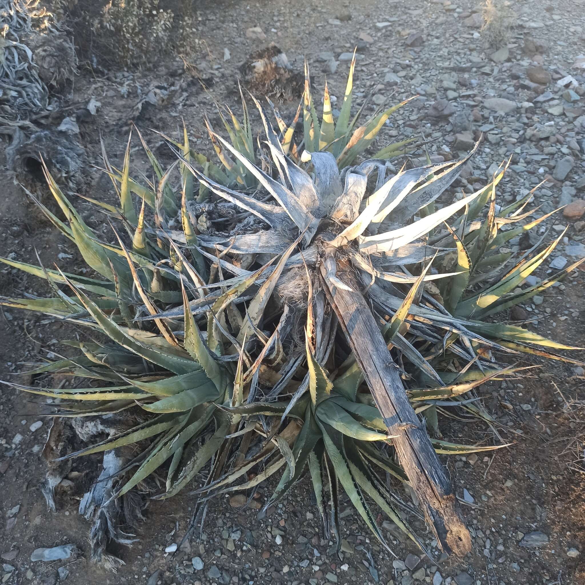 صورة Agave cerulata Trel.