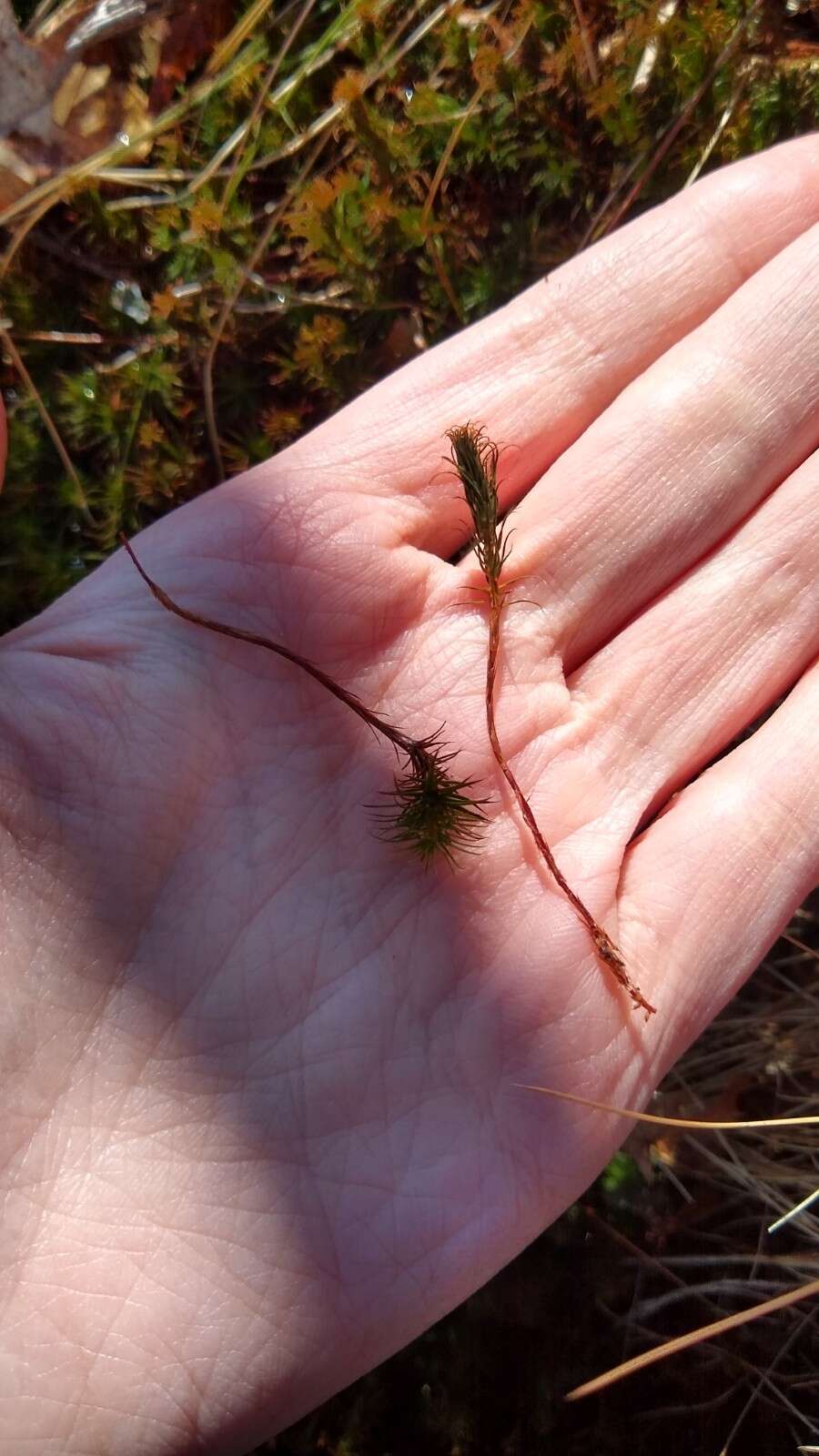 Image of <i>Polytrichum pallidisetum</i>