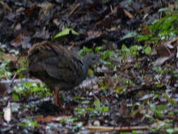 Image of Slaty-breasted Tinamou