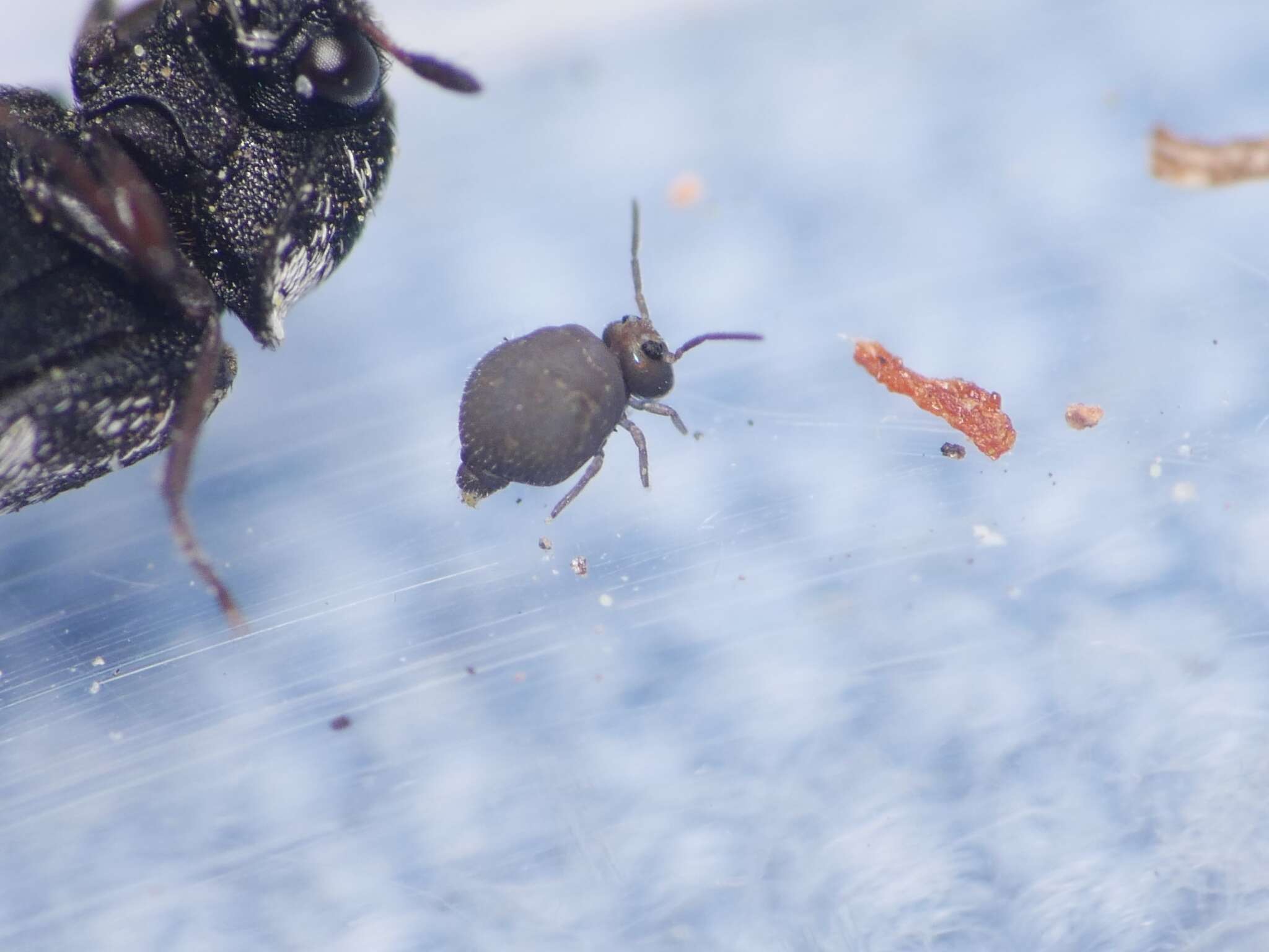 Image of Garden Springtail