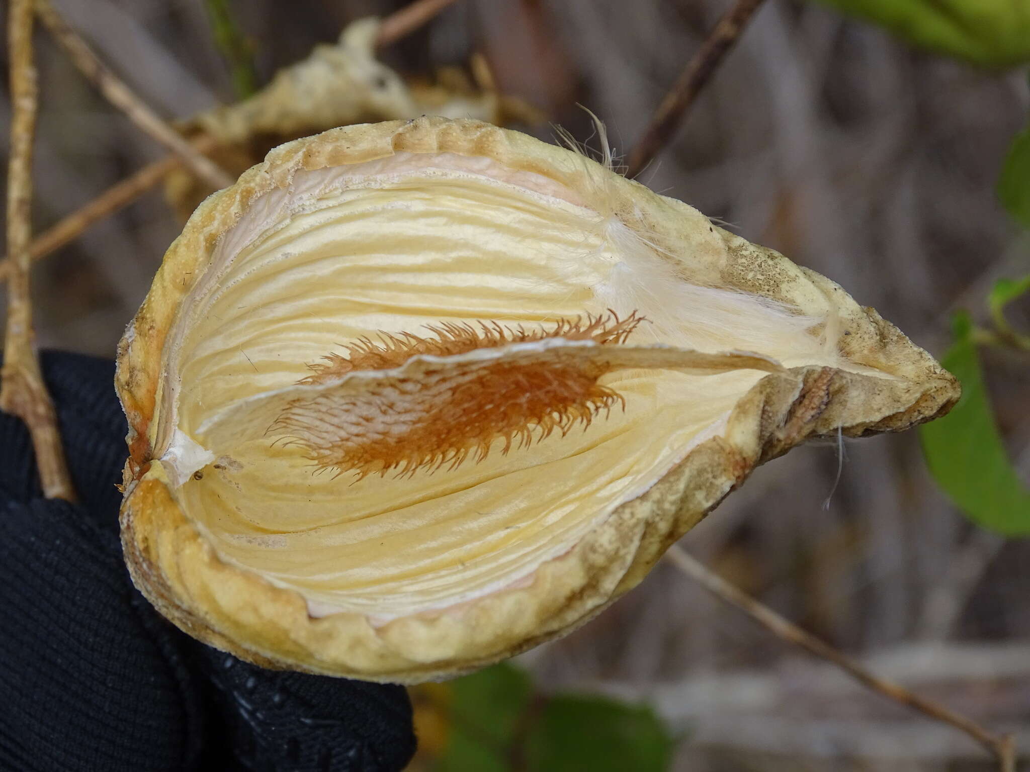 Image de Gonolobus cteniophorus (Blake) R. E. Woodson